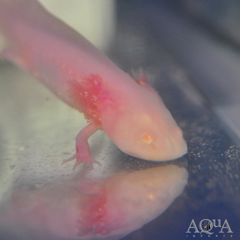 Gold Flake Albino Axolotl (Ambystoma mexicanum)