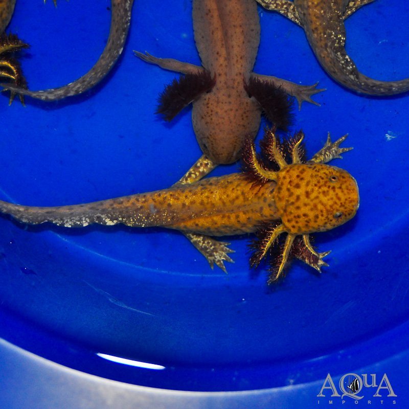 Gold Flake Copper Axolotl (Ambystoma mexicanum) - Image 2