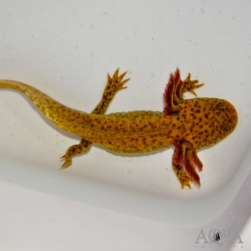 Gold Flake Copper Axolotl (Ambystoma mexicanum)