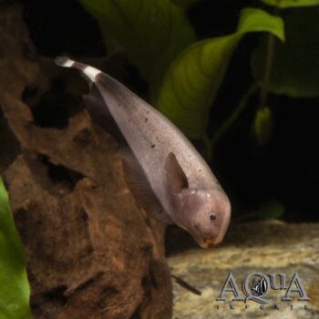 "Gold" Ghost Knifefish (Apteronotus albifrons)
