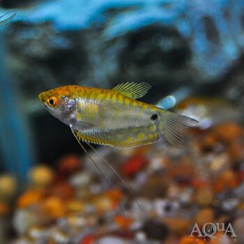 Gold Gourami (Trichopodus trichopterus)