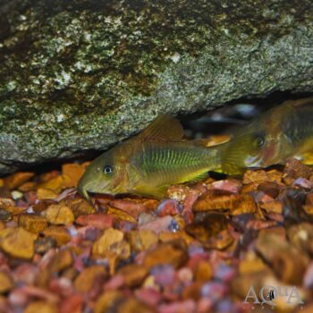 Green Gold Cory (Osteogaster melanotaenia)