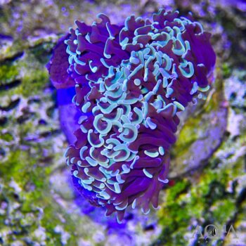 Gold Wall Hammer Coral (Euphyllia ancora)