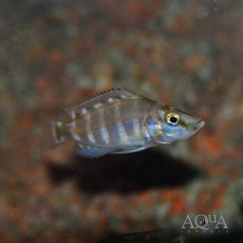 Gold Head Compressiceps Cichlid (Altolamprologus compressiceps)