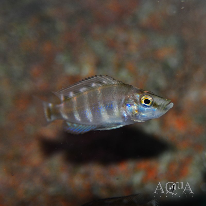 Gold Head Compressiceps Cichlid (Altolamprologus compressiceps)