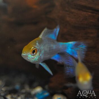 Gold Head Electric Blue Ram (Mikrogeophagus ramirezi)