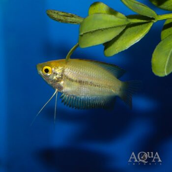 Gold Honey Gourami (Trichogaster chuna)