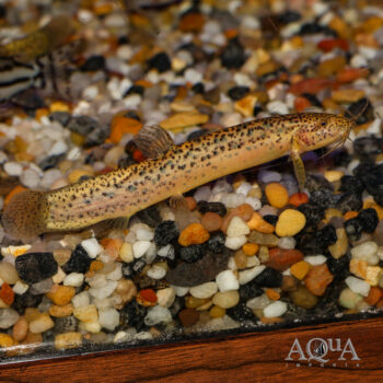 Gold Leopard Dojo Loach (Misgurnus anguillicaudatus)