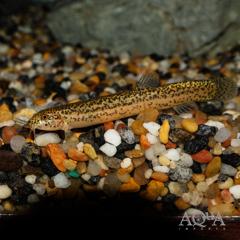 Gold Leopard Dojo Loach (Misgurnus anguillicaudatus)