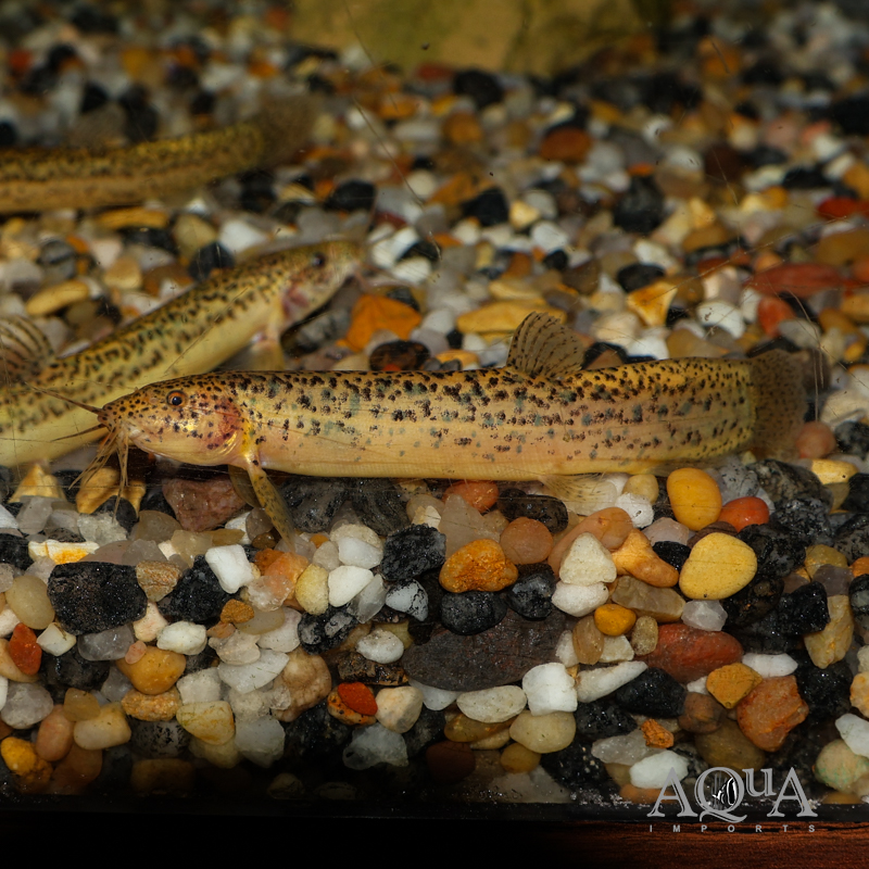 Gold Leopard Dojo Loach (Misgurnus anguillicaudatus)