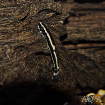 Gold Line Panda Loach (Yaoshania cf. pachychilus)