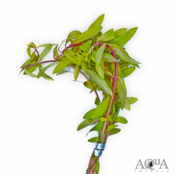 Gold Nesaea (Nesaea pedicellata 'Golden')