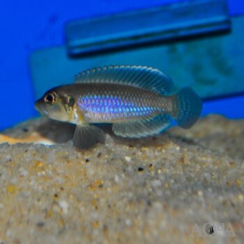 Gold Ocellatus Cichlid (Lamprologus ocellatus "gold")