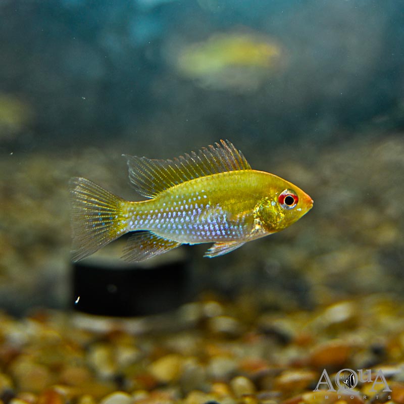 Gold Ram (Mikrogeophagus ramirezi)