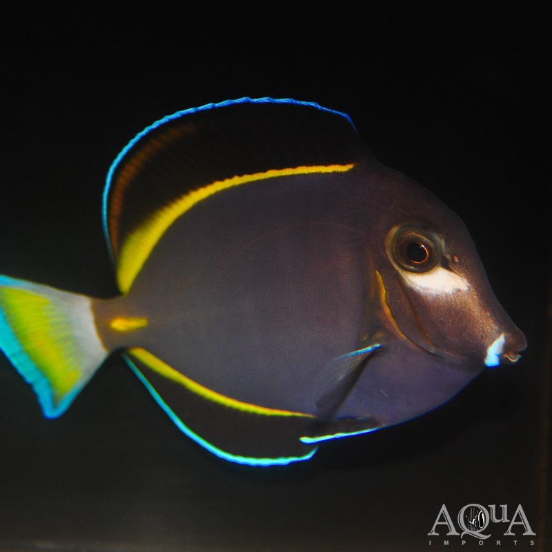 Gold Rim Tang (Acanthurus glaucopareius)