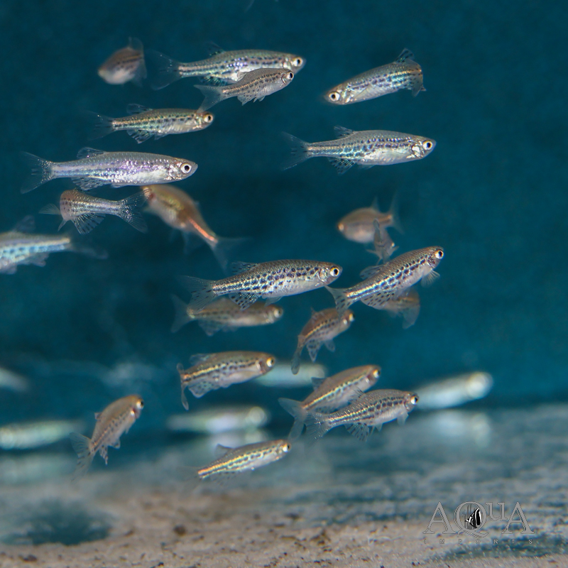 Gold Ring Danio (Brachydanio tinwini)