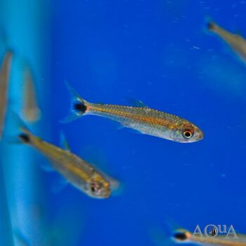 Gold Ring Levis Tetra (Hemigrammus levis)