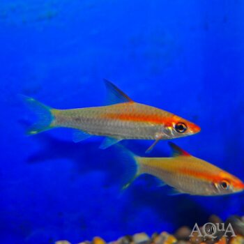 Gold Roseline Shark (Sahyadria denisonii)