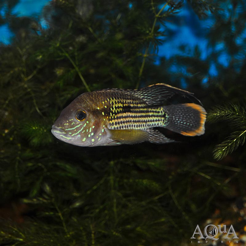 Gold Saum Green Terror (Andinoacara rivulatus 'gold saum')