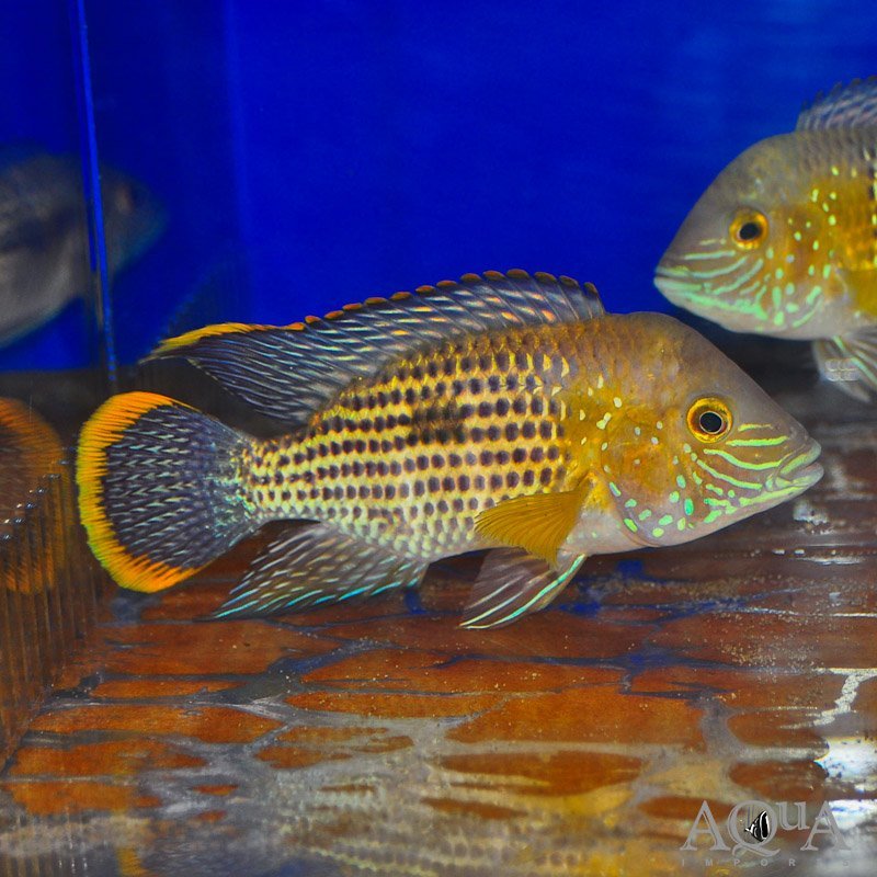 Gold Saum Green Terror (Andinoacara rivulatus 'gold saum')