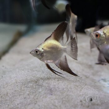 Gold Seagull Angelfish (Pterophyllum scalare)