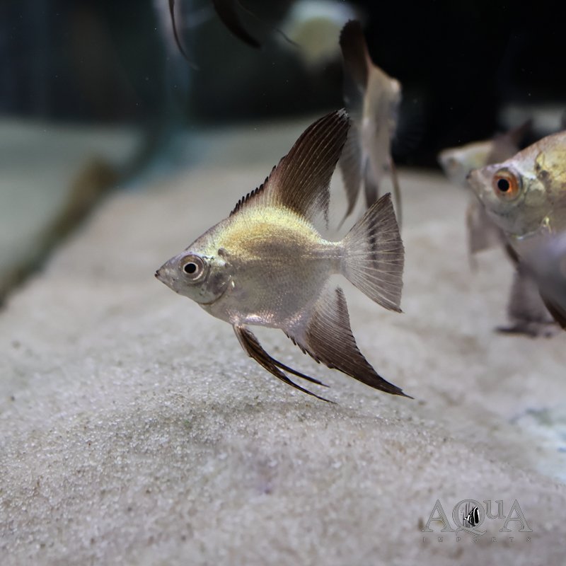 Gold Seagull Angelfish (Pterophyllum scalare)