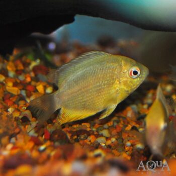 Gold Severum (Heros cf. efasciatus)