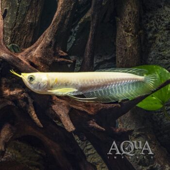 Golden Silver Arowana (Osteoglossum bicirrhosum)