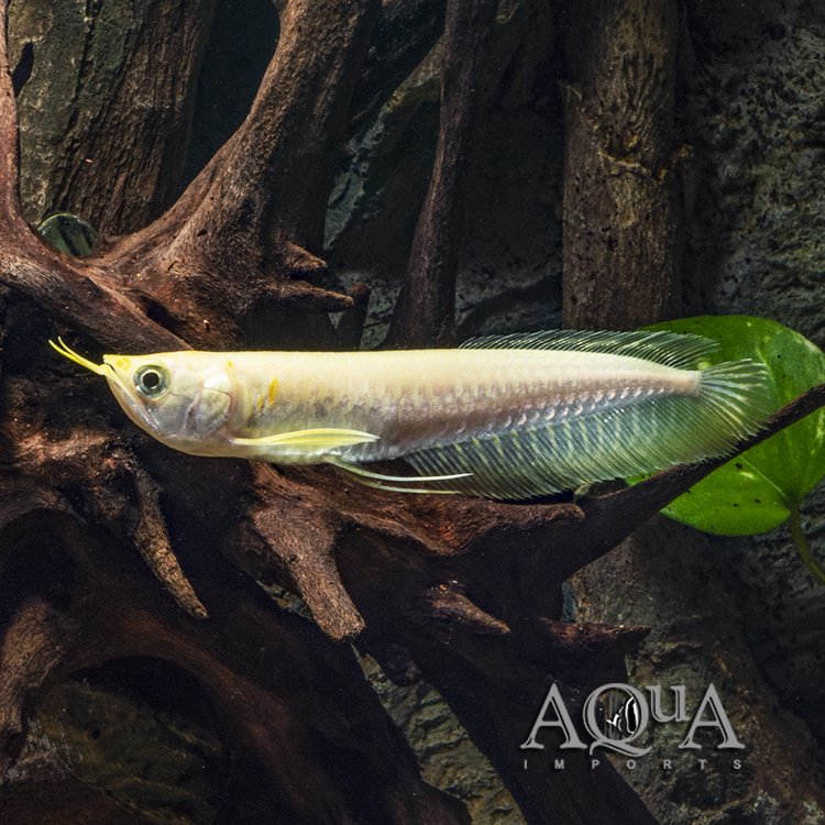 Golden Silver Arowana (Osteoglossum bicirrhosum)