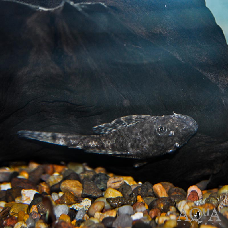 Gold Spot Bristlenose Pleco (Ancistrus triradiatus)