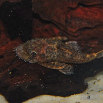 Gold Spot Bristlenose Pleco (Ancistrus triradiatus)