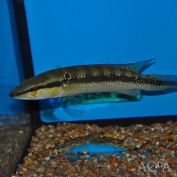 Gold Spot Caqueta Pike Cichlid (Crenicichla cf. anthurum 'Caqueta')