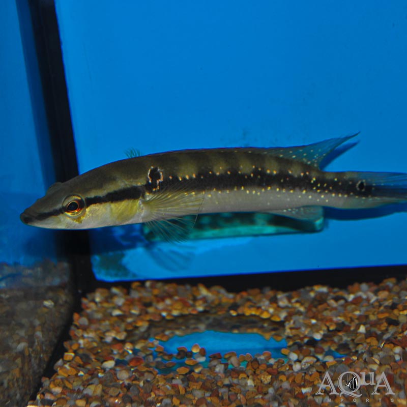Gold Spot Caqueta Pike Cichlid (Crenicichla cf. anthurum 'Caqueta')