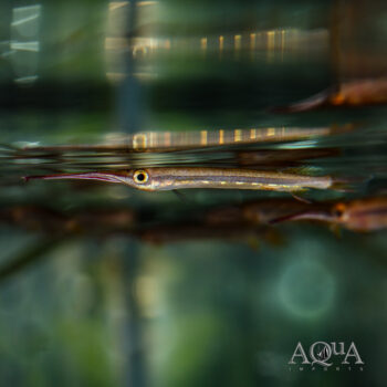 Gold Spot Halfbeak (Hemirhamphodon chrysopunctatus)
