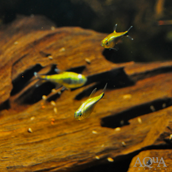 Gold Tetra (Hemigrammus rodwayi) - Group of 10 Fish