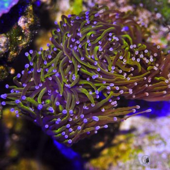 Indo Gold Torch Coral (Euphylia glabrescens)