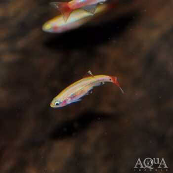 Golden White Cloud (Tanichthys albonubes)