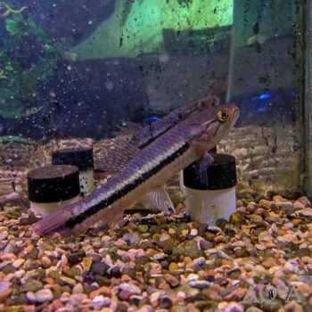 Gold Wolf Fish (Hoplerythrinus unitaeniatus)