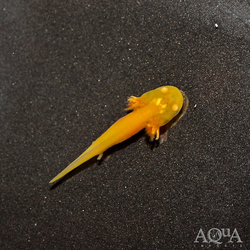 Golden Albino Axolotl (Ambystoma mexicanum)