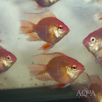 Golden Balloon Ram (Mikrogeophagus ramirezi)