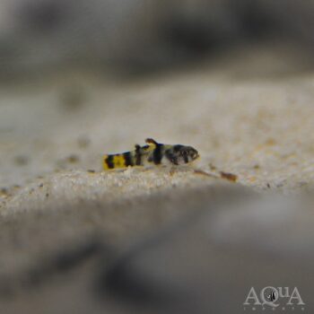 Golden Banded Bumblebee Goby (Brachygobius nunus)