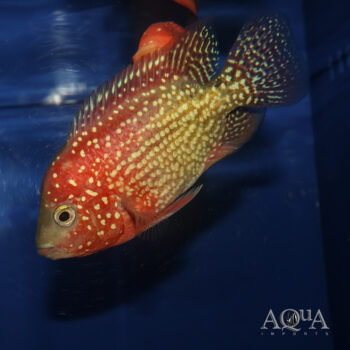 Golden Base Flowerhorn (Amphilophus sp. hybrid)