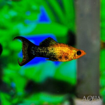 Golden Black Lyretail Molly (Poecilia latipinna)