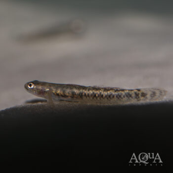 Golden Black Stiphodon Goby (Stiphodon aureofuscus)