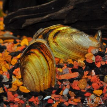 Asian Golden Clam (Pilsbryoconcha exilis)