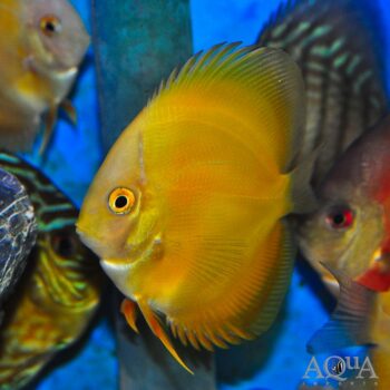 Golden Crystal Discus (Symphysodon discus)