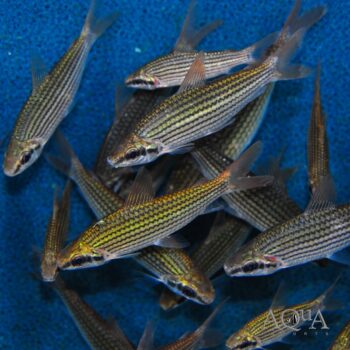 Golden Curimata (Cyphocharax multilineatus)