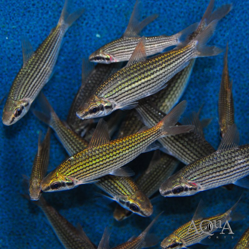 Golden Curimata (Cyphocharax multilineatus)