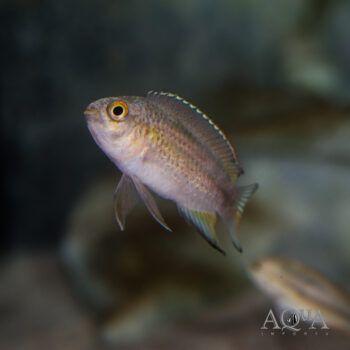 Golden Dwarf Cichlid (Nannacara anomala)