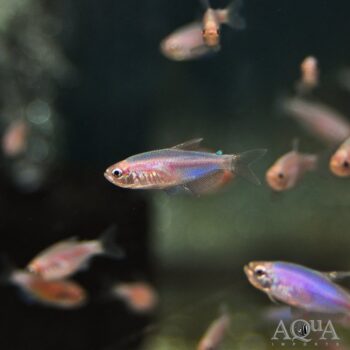 Gold Kerri Emperor Tetra (Inpaichthys kerri)